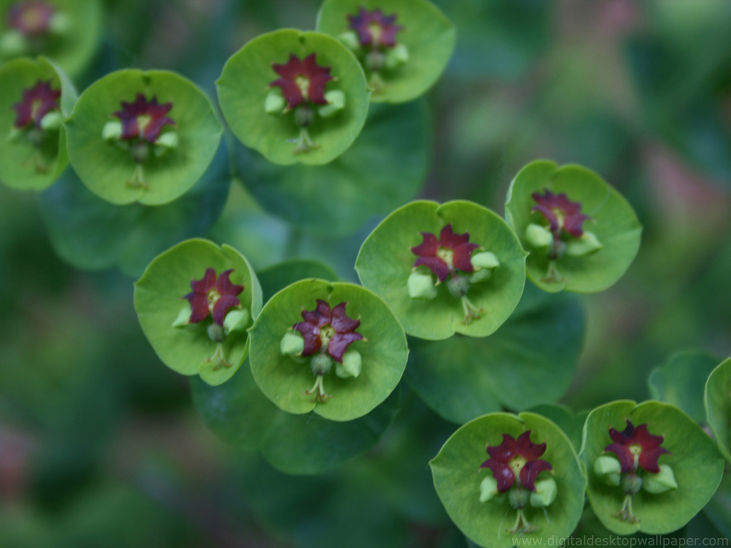 green_flower_001_1024.jpg