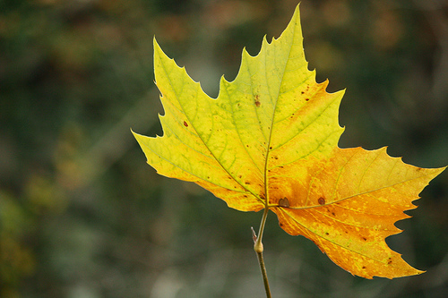 yellow-leaf.jpg