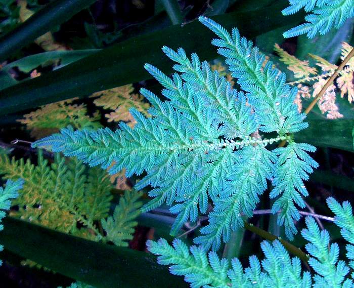 Blue fern5903.jpg