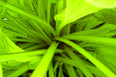 bright-green-plant-leaves-f2.jpg