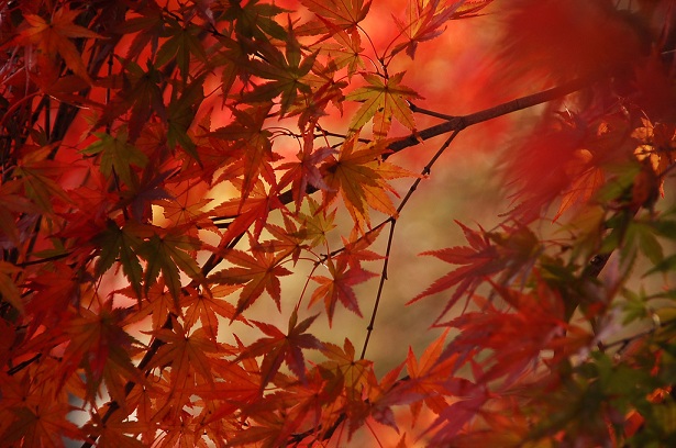 ws_Red_Tree_Leaf_1024x679.jpg