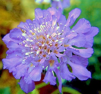 Scabiosa Butterfly Blue Pincushion.jpg