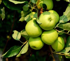 green-apple-tree.jpg