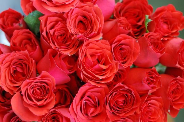 red-roses-bouquet-birthday-anniversary-flower.jpg