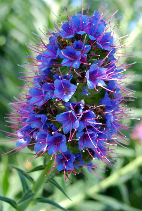 blue-flowers.jpg