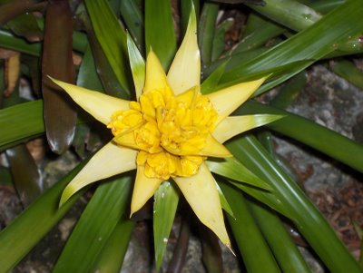 Bromeliad_Yellow.jpg