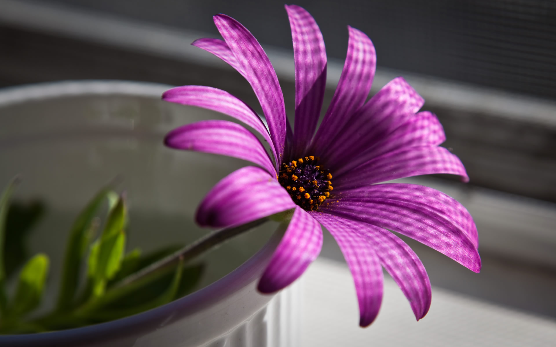 purple_flower_wallpaper-wide.jpg