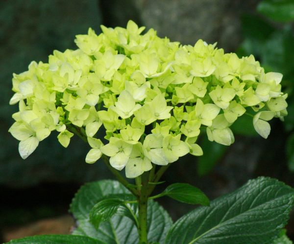 Hydrangea-green-anniversary-15-flower-present-plant.jpg