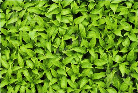 Green-Plants-Background-1387747.jpg