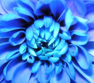 Blue-Flower-1.jpg