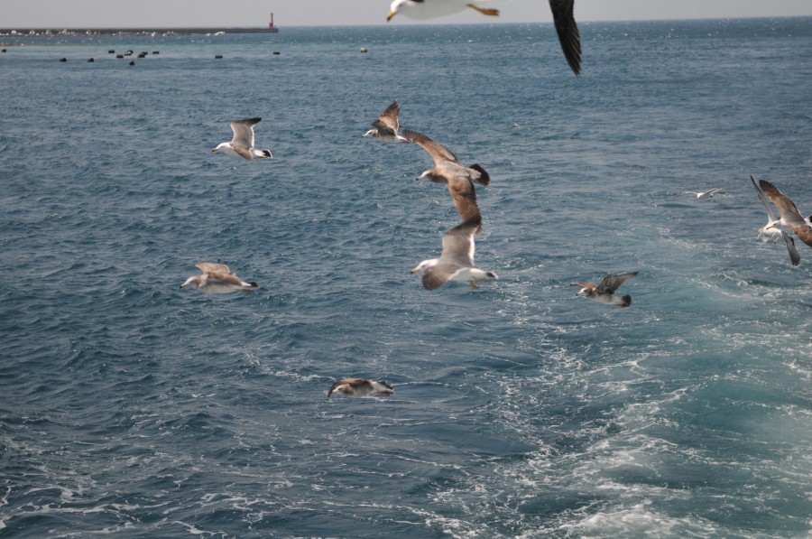 DSC_4315.jpg