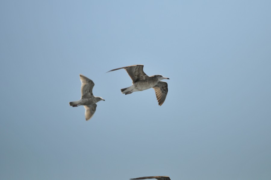 DSC_4285.jpg
