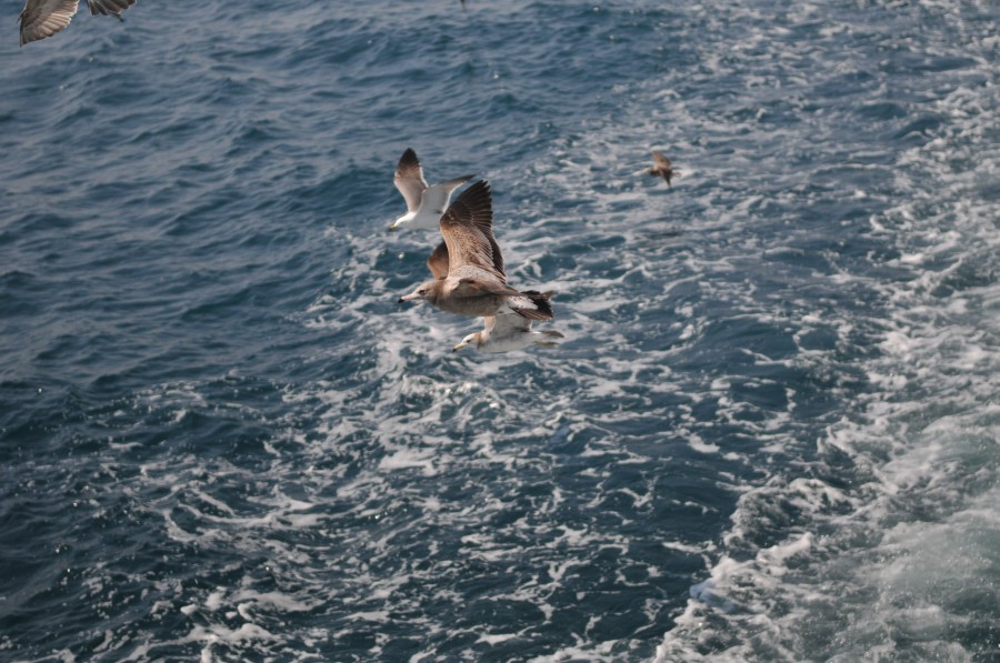 DSC_4310.jpg