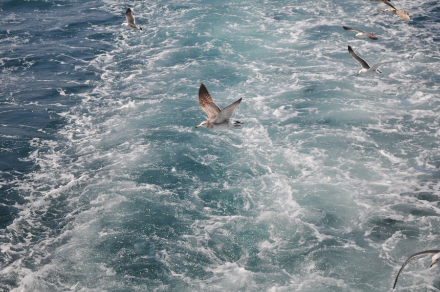 DSC_4309.jpg