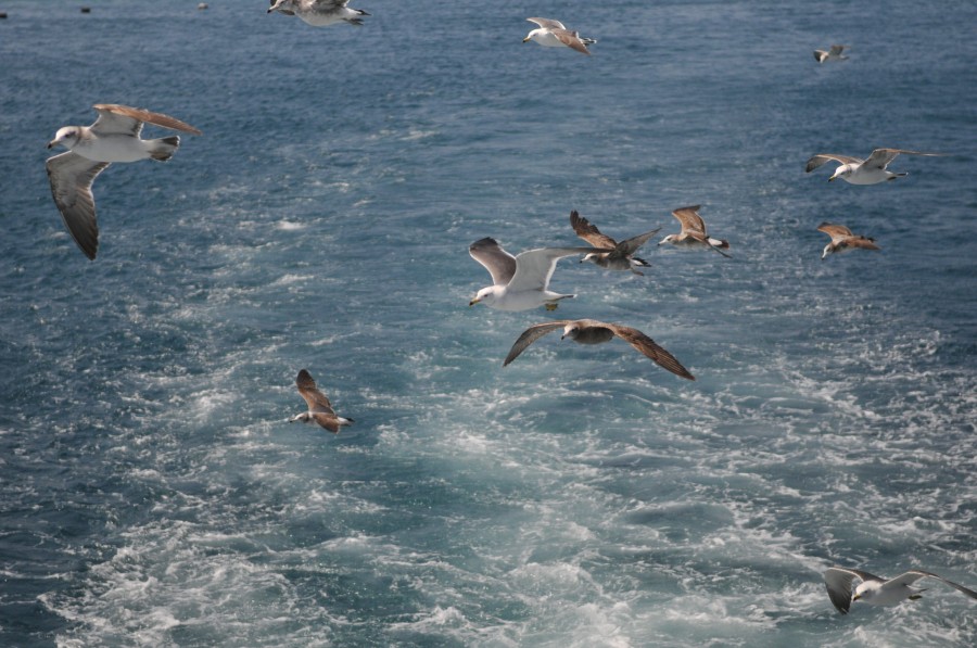 DSC_4313.jpg