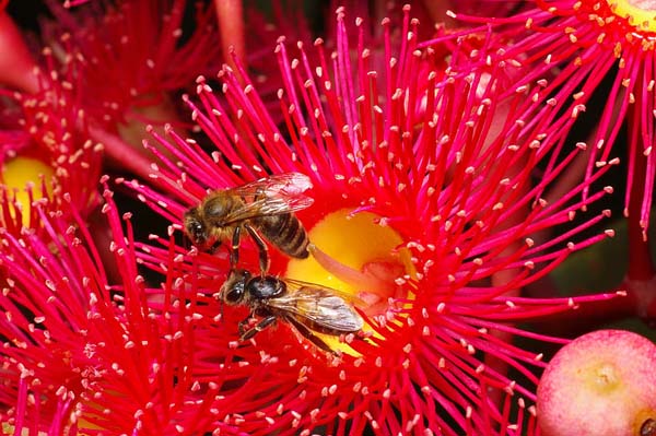 IMGP4592-corymbia-summer-red.jpg