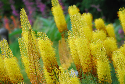 free-photo-yellow-plants-748-m.jpg