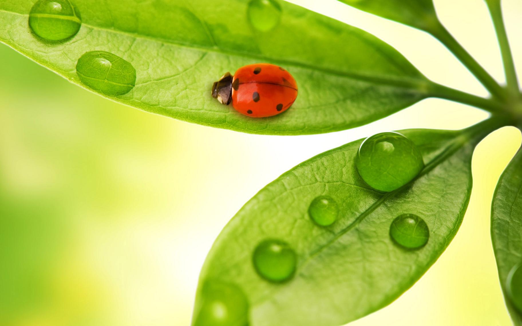 Ladybird_-_free_desktop_wallpapers.jpg