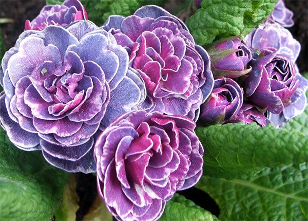 primrose-blue.jpg