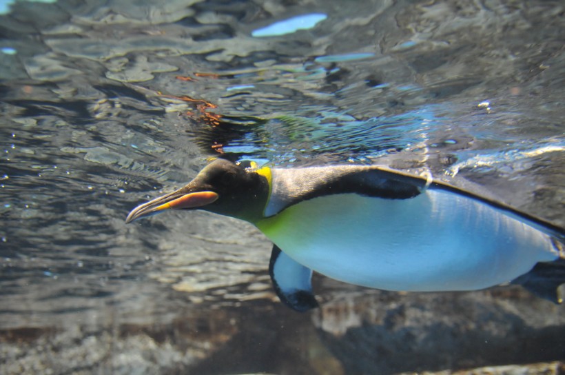 DSC_5049.jpg