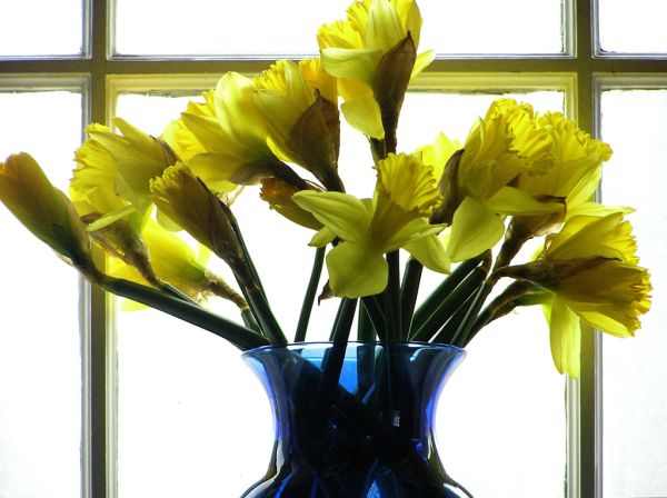 Daffodil-yellow-bouquet-anniversary-birthday-cancer.jpg