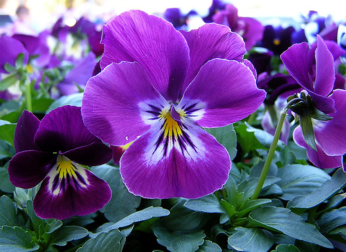 Purple-Pansy.jpg