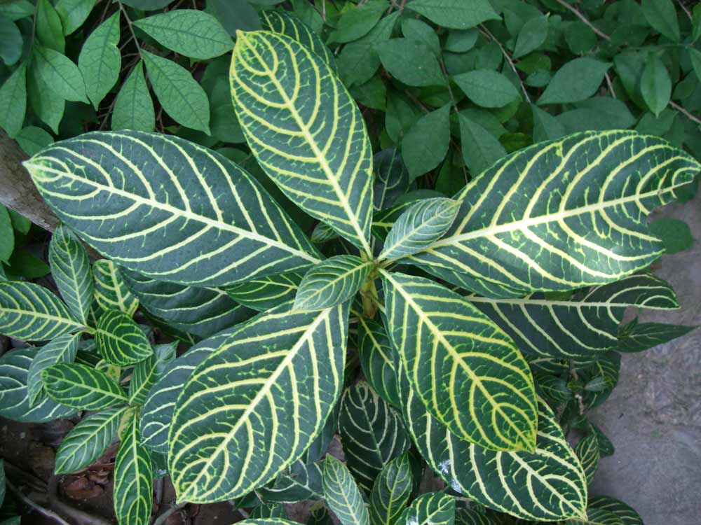 plant-leaves-texture.jpg