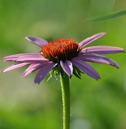 Purple flower with orange center.jpg