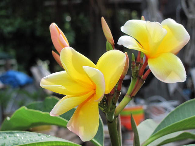 plumeria_yellow.jpg