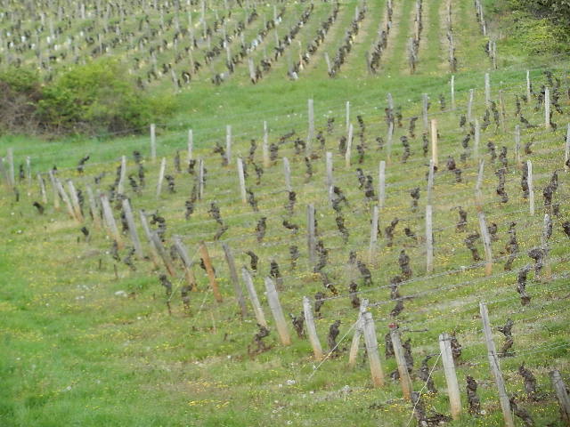 DSCN7148.JPG