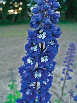 DELPHINIUM_Dark_Blue.jpg