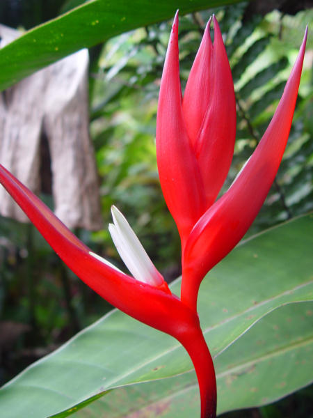 heliconia-red-christmas8.jpg