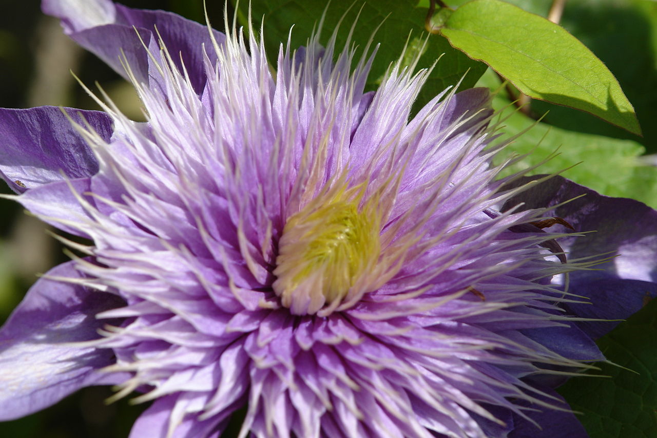 1280px-Purple_Flower_2093.jpg