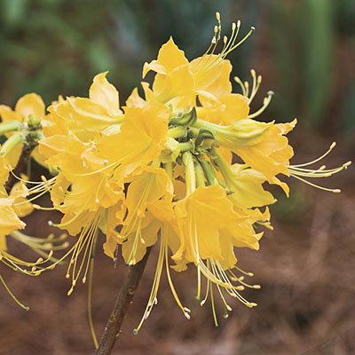 yellow-azalea-l.jpg