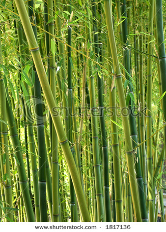 stock-photo-green-bamboo-forest-1817136.jpg