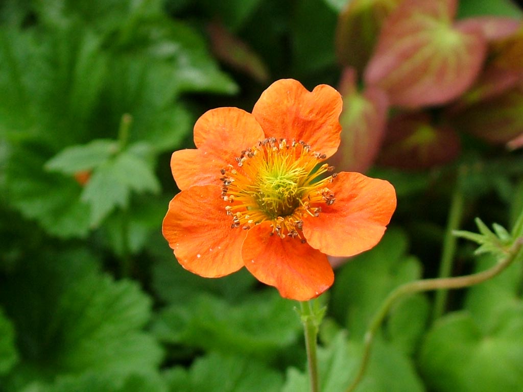 orange-flower.jpg