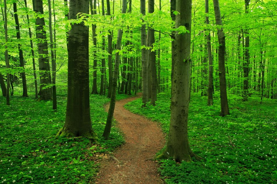 Green-Forest.jpg