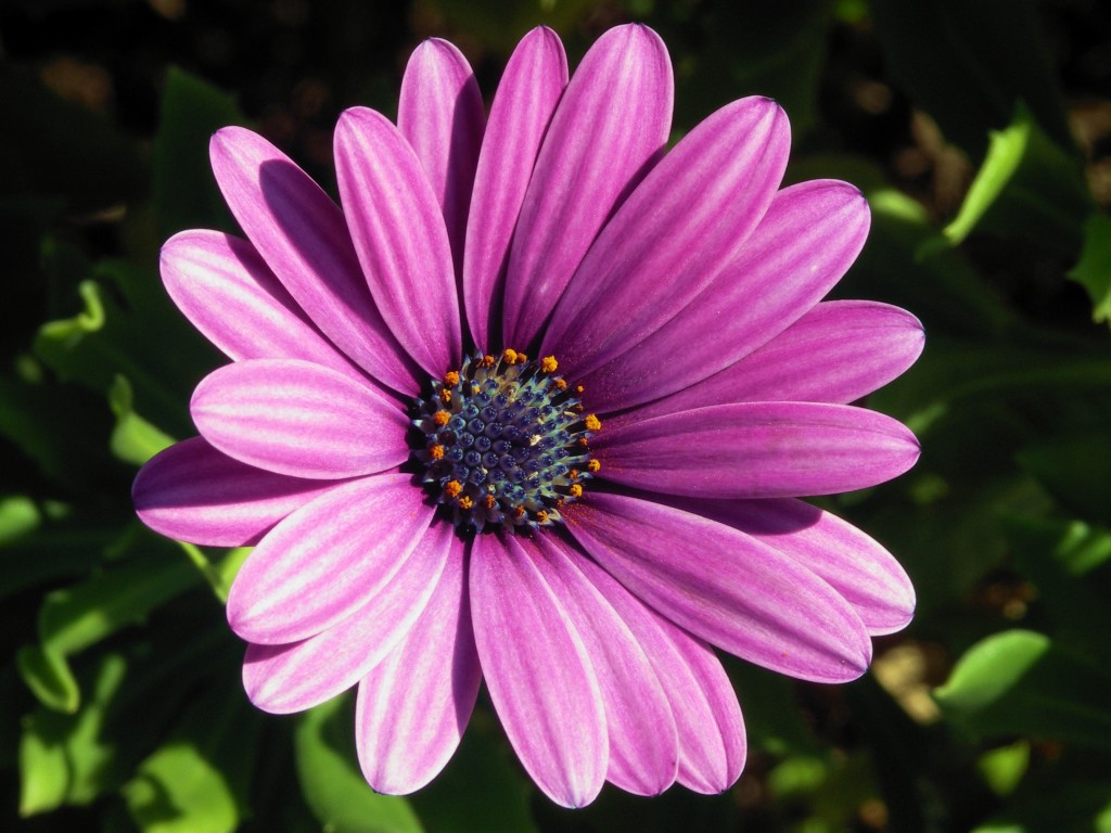 Osteospermum-1-1024x768.jpg