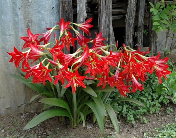 red_amaryllis.jpg