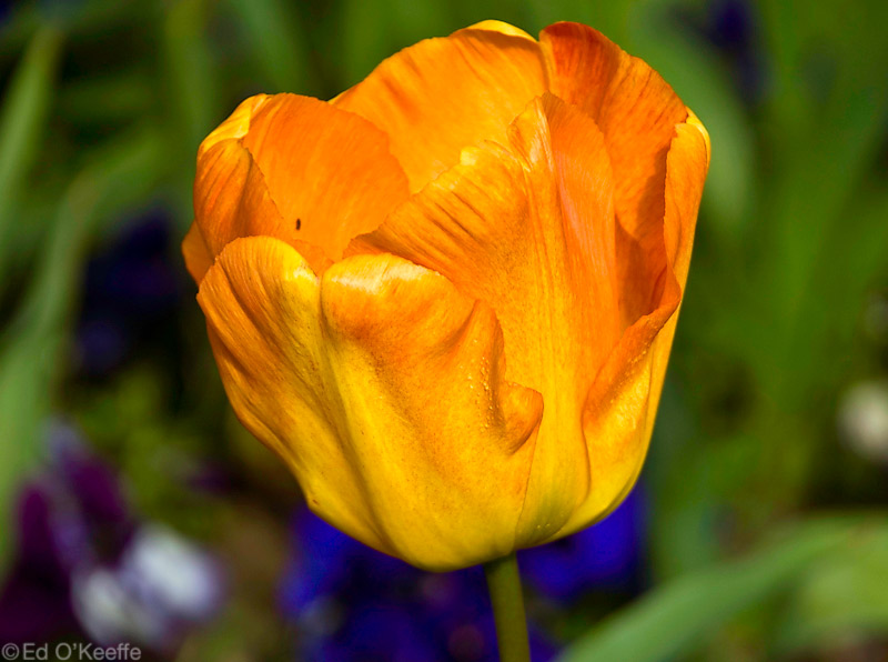 orange_flower.jpg