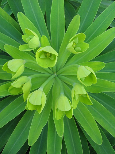 beautiful-green-plant-starburst-shape.jpg