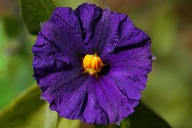 purple flower.jpg