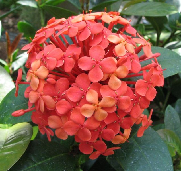 636px-Ixora_coccinea_-_flame_of_the_woods_-dwarf_red-_-_desc-flowerhead.jpg