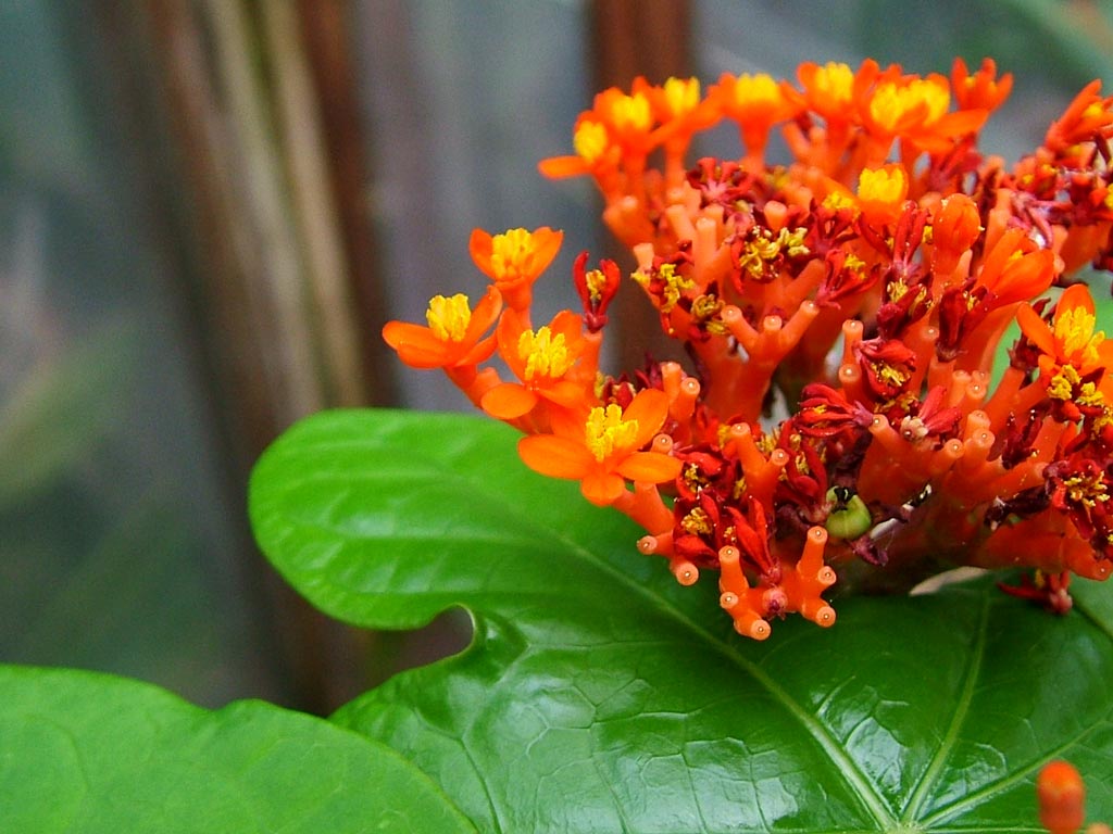 orange buddha-belly-plant.jpg