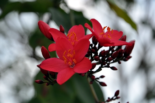 DSC_0987.JPG