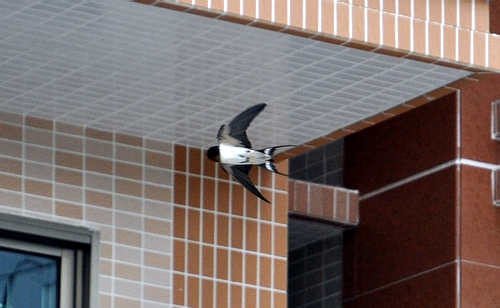 DSC_0996.JPG