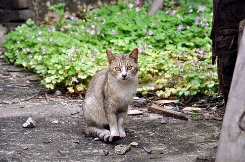 DSC_1001.JPG