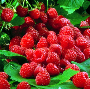 Raspberry-Extract-Raspberry-Powder.jpg