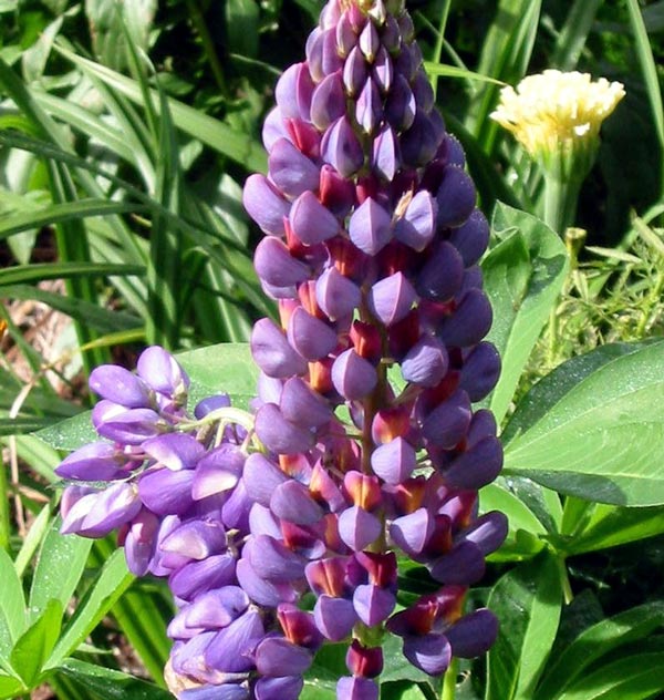 blue-lupin.jpg