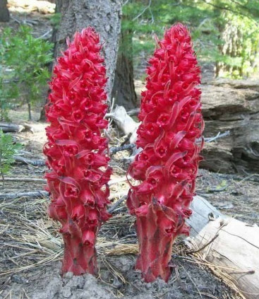 red-snow-plants.jpg